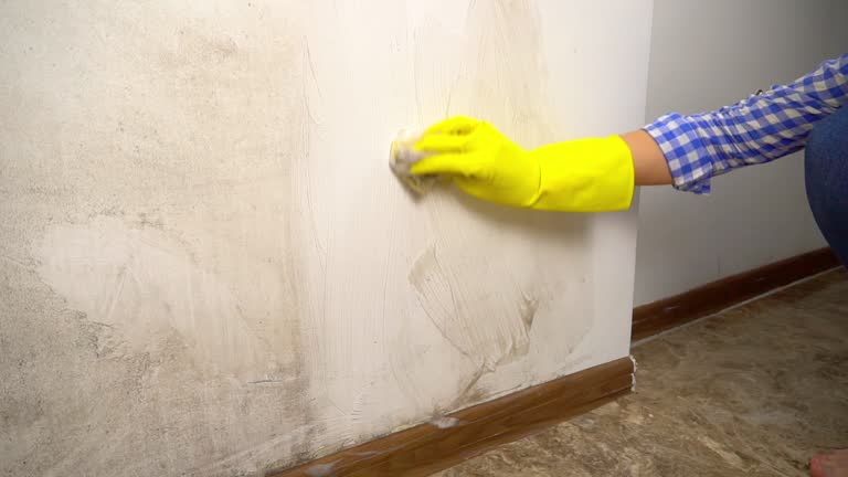 Professional Mold Removal in Paradise, CA
