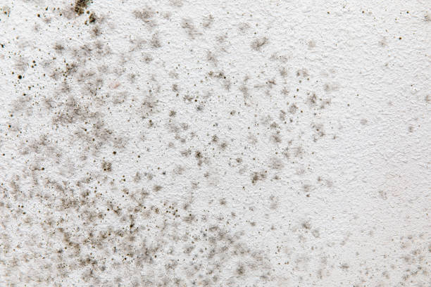Best Mold Removal for HVAC Installations  in Paradise, CA